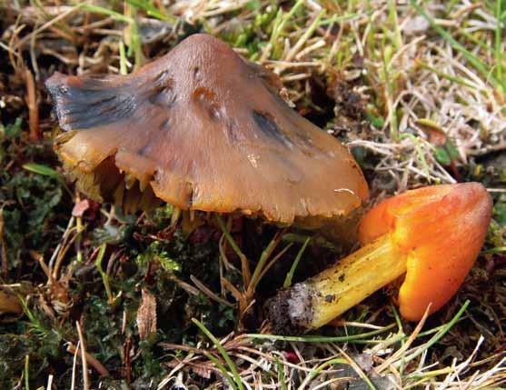 Hygrocybe conica (toppvaxskivling) Hygrocybe conica (svartnande vaxskivling). Island, Reykjanes. Foto Mikael Jeppson.