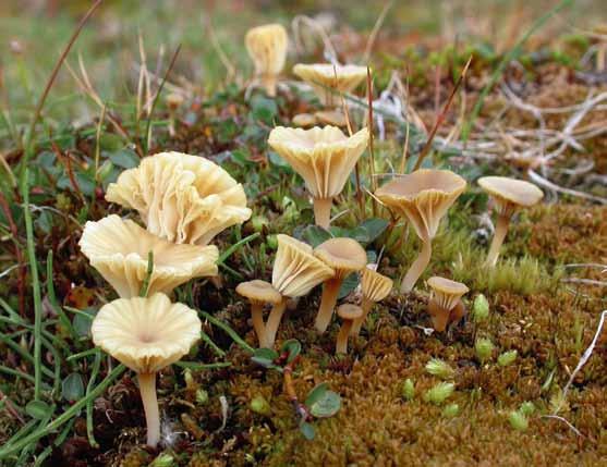 Lichenomphalia umbellifera Syn. Omphalina ericetorum (vecknavling) Lichenomphalia umbellifera (vecknavling). Svalbard, Colesbukta (EL76-09). Foto Ellen Larsson.