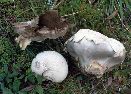 Lycoperdon cretaceum Syn. Calvatia cretacea (arktisk röksvamp) Lycoperdon cretaceum (arktisk röksvamp). Norge, Oppland (MJ 8460). Foto Mikael Jeppson.