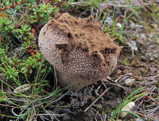 Lycoperdon excipuliforme (långfotad röksvamp) Lycoperdon excipuliforme (långfotad röksvamp). Norge, Oppland (MJ 9389). Foto Mikael Jeppson.