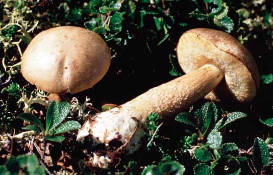 Soppar (MJ) Strävsoppar i släktet Leccinum förekommer i subalpina och alpina miljöer med ett antal arter som också är vanliga i låglandet och som i fjällvegetationen främst bildar bildar