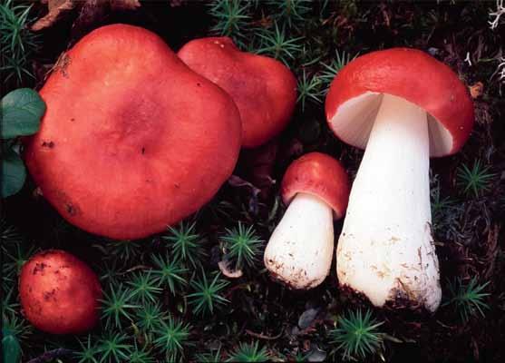 Russula nana (fjällkremla) Russula nana (fjällkremla). Sverige, Torne Lappmark, Jukkasjärvi, Abisko, Låktatjåkka, 1999-08-15. (JV 15135F, TUR-A). Foto Jukka Vauras.