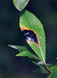 blad av Salix-arter (Lantz 2007). Släktet omfattar ytterligare två arter i Skandinavien, nämligen lönntjärfläck och roslingtjärfläck (R.