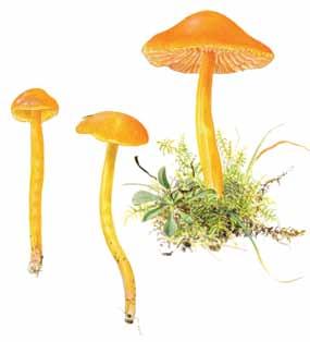 Långsam vaxskivling Hygrocybe salicisherbaceae - en förbisedd nordlig hagvaxskivling Mats Karström & Sonja Kuoljok Svensk Mykologisk Tidskrift 36 (2):62 68 2015 ABSTRACT Hygrocybe salicis-herbaceae