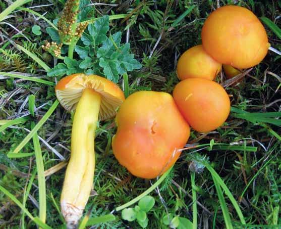 Fig. 2. Långsam vaxskivling är en något knubbig medelstor orange, gul eller rödaktig vaxskivling med ofta tillplattad fot och bitter smak.