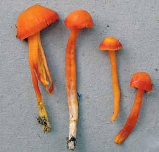 Långsam vaxskivling får då en smal fot med en hattstorlek på 1 2 cm. Vid torkning blir svampen mer orange. Gula exemplar kan även förväxlas med gul vaxskivling (H.