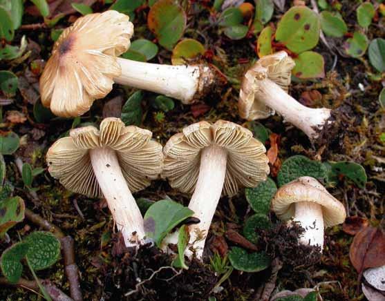 Inocybe bulbosissima (fjälltopptråding) Inocybe bulbosissima (fjälltopptråding). Sverige, Abiskofjällen (EL75-07). Foto Ellen Larsson.