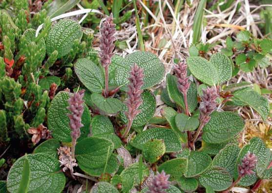 Biotoper och ekologi 10. Nätvide (Salix reticulata).