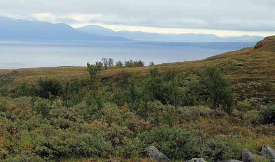 Videsnår (Salix spp.).