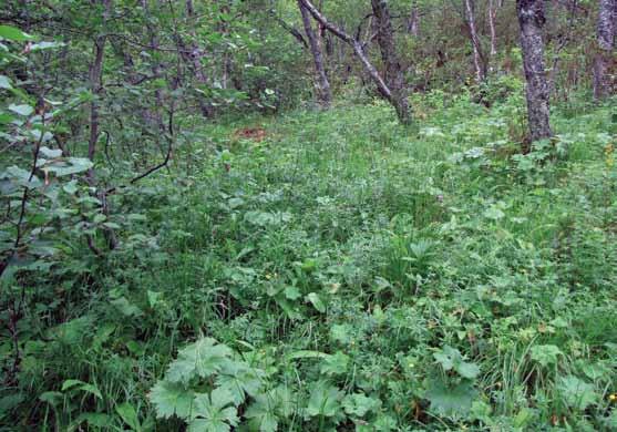 Biotoper och ekologi mark växer hedartad fjällbjörkskog. Skogen är där lågväxt och gles med ett stort inslag av enbuskar.