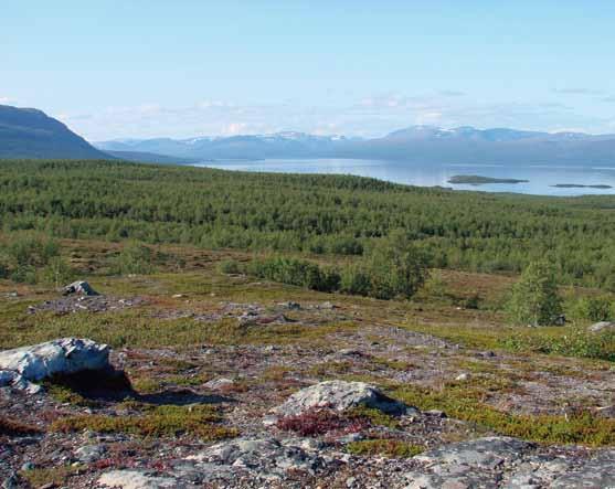 Biotoper och ekologi Fig 1. Det subarktiska-alpina landskapet i Tornedalen söder om Torneträsk i norra Sverige. Foto K. E. Clemmensen. molekylär metodik (454 pyro-sekvensering).