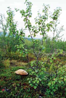 Biotoper och ekologi Fig 4. Tegelsopp (Leccinum versipelle) växande med fjällbjörk i Tornedalen. Foto K. E. Clemmensen. råd (Clemmensen m fl 2015).