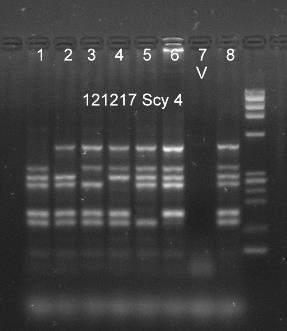 Genomisk screening för högfrekvensalleler Kp(b ) HPA-1a Yt(a ) Vel Co(a ) Sc: 1 vattenkontroll Normalgivare DNA markör MSc Projekt 2014: DNA prover