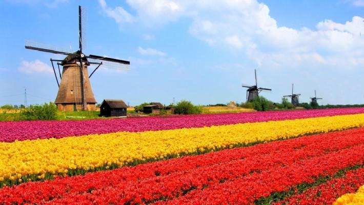 Tulpansäsongen i Holland (48.4 km) Att uppleva Hollands tulpaner när de blommar ut för fullt är en upplevelse i sig. Tulpansäsongen sträcker sig från slutet av mars månad fram till mitten av maj.