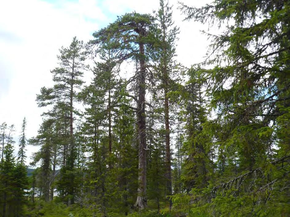 Naturvärdesträd De träd som räknas som naturvärdesträd är gamla, grova träd eller de som på annat sätt avviker från övriga i beståndet.