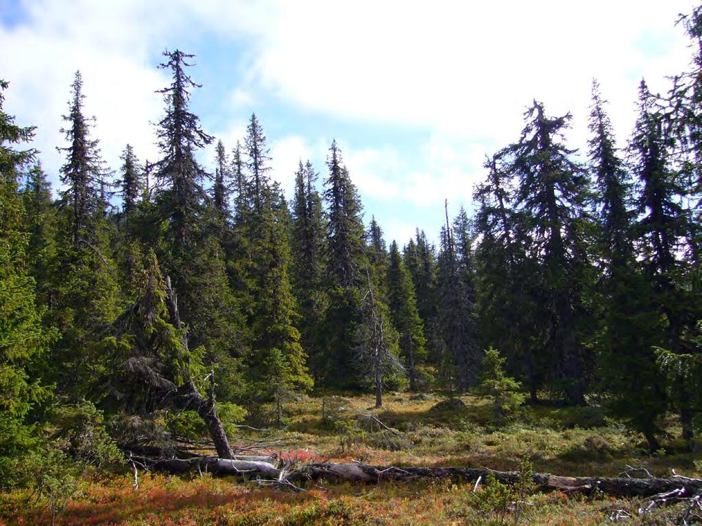 3. Naturvårdsmålen i Ekopark Ledfat Ekologiska målbilder Som ett resultat av fältinventeringen och de efterföljande landskaps- och mångfaldsanalyserna har ett antal ekologiska målbilder för