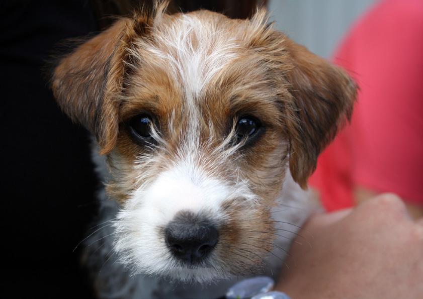 Hurra, hurra Hundsektionen fyller 30 år! Det firar vi med kalas: Lördag 20/5 klockan 10.00-14.00 Hundsektionens stuga i Brunnered utanför Trollhättan Möjlighet att träna agility och rallylydnad.