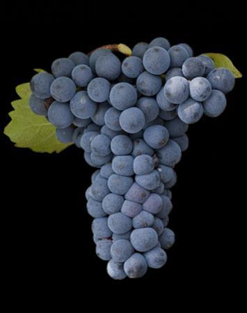 MOURVEDRE