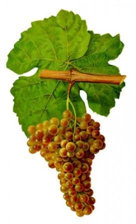 Grenache Piccardin Rolle/Vermentino Maccabeo