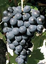 GRENACHE