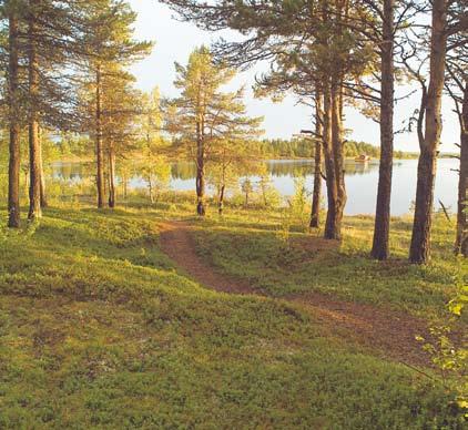 även om det historiskt sett hade varit det rätta svaret. För hur gör man? Hur skaffar man mat för dagen och hur tar man hand om en älg till exempel? Hur tillagas maten utan spis?