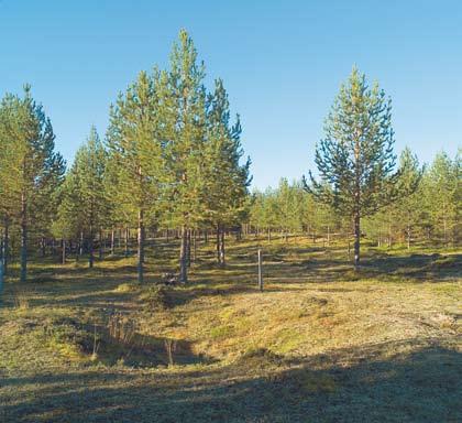 BOPLaTsER I Norrbotten började stenåldern för knappt 10 000 år sedan. så gammal är den äldsta kända boplatsen och den finns vid Kangos i Torne älvdal.