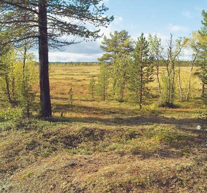 Härdarna och kokgroparna i Loutenkoski ligger där tallheden möter myren. I juni söker sig renarna gärna till myrarna för att beta, för där kommer grönskan tidigt.