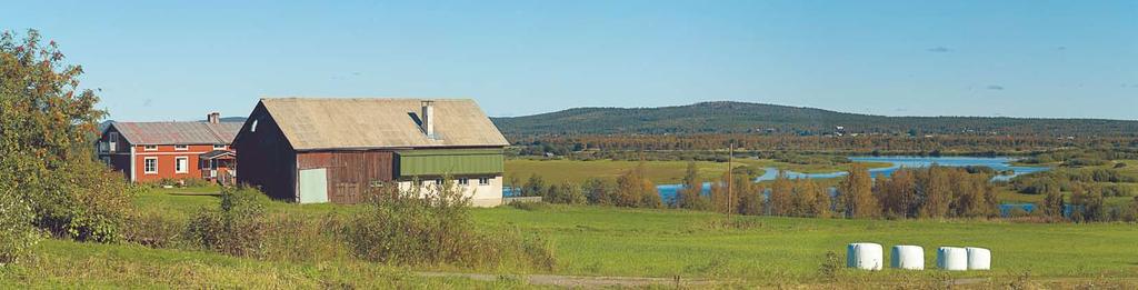 Vitsaniemi/Risudden hade tre gårdar 1543. På andra sidan älven låg det 20 gårdar som tillhörde Hälsingebyn/Kaunuunkylä.