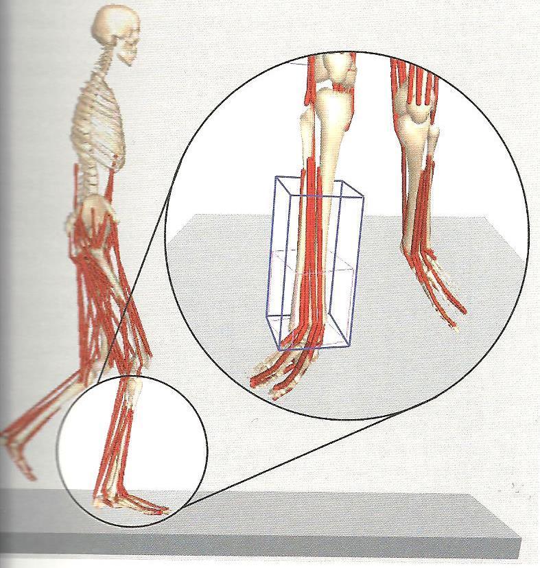 TIBIAL