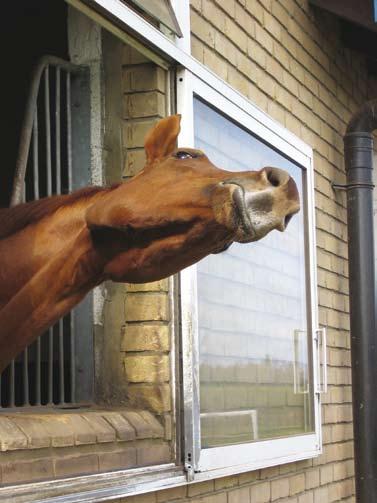 ungdomsverksamhet Ung Galopp. också första ledet för att gå vidare i fortsättningskurserna som leder till en tränarlicens.