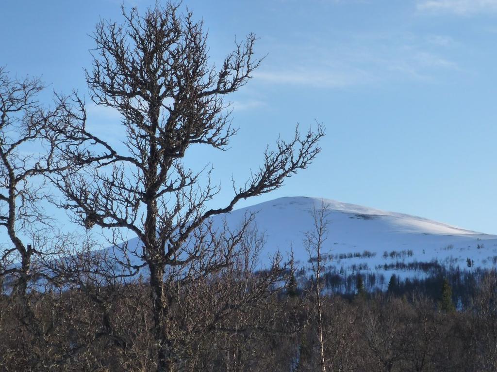 Skicka din bild digitalt till fjallbacken@bakvattnet.