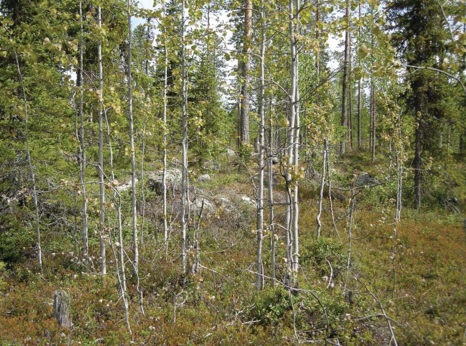 Nbm acc nr 2009:41:1 Norrbottens museum. V delen av utredningsområdet, ner mot myren i SV. Storblockig terräng och kraftig markvegetation. Foto från V. Fotograf: Mirjam Jonsson.