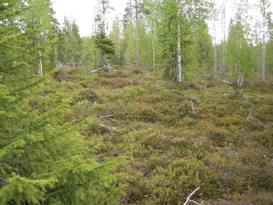 Foto från NV. Fotograf: Mirjam Jonsson. Fornlämningsmiljö Utredningsområdet är beläget inom kartbladet 27M 6-7 c-d Korpilombolo där Riksantikvarieämbetet genomförde fornminnesinventering 1990.