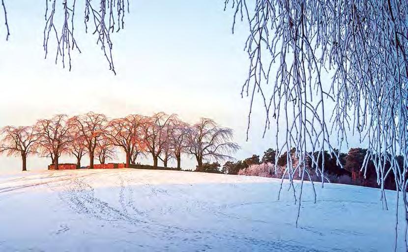 I Gamla Enskede ligger Skogskyrkogården som av Unesco är utpekat som världsarv bidrar till fler arbetstillfällen i Söderort.