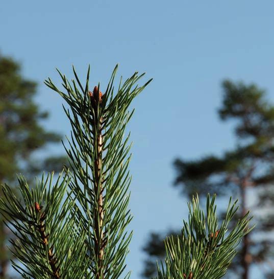 NYTT IVA-PROJEKT: INNOVATION I SKOGSNÄRINGEN Det gröna guldets potential Lönsamheten i skogsindustrin är låg och antalet nya innovativa produkter litet.