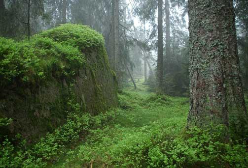 Skog är den naturliga vegetationen för hela Sverige.