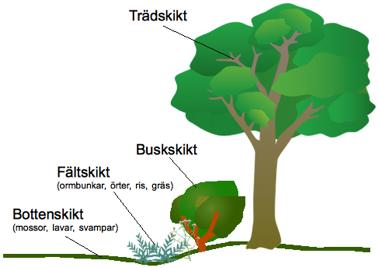 Barrskog Trädskikt: Gran, tall men även bok och björk Buskskikt: Uppväxande träd Fältskikt: Båbär, lingon, smala gräs och en del örter