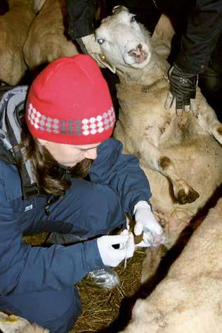 Resultatredovisning Årsredovisning 2016 Statens veterinärmedicinska anstalt Foto: Ulrika König Aktuella forskningsresultat SVA har fem strategiska forskningsområden: antimikrobiell resistens,