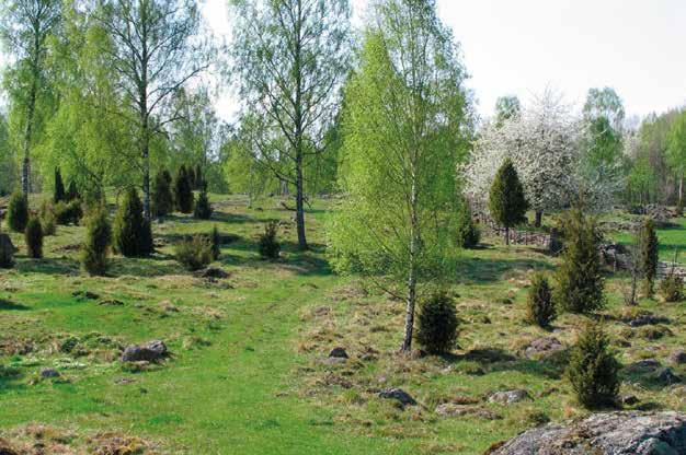 Slåtter- och betesmarker vackra och värdefulla att värna och vårda Roger Svensson Vill man idag uppleva större landskapsavsnitt med stora arealer med traditionellt hävdade slåtter- och betesmarker,