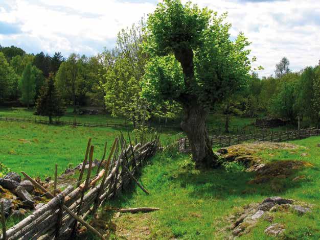 Det äldre bondelandskapet är folkvisornas och konstnärernas landskap.