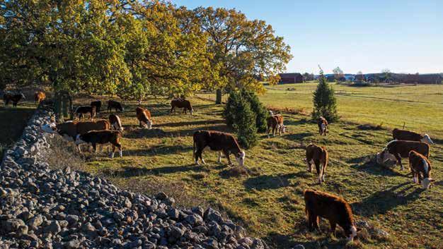 Miljöersättningen till slåtter- och betesmarker är samhällsekonomiskt lönsam. Foto: Knut Per Hasund.