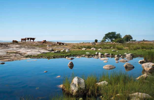 Optimerad stödbudget skulle ge såväl mer betesmarker som ökad samhällsekonomisk lönsamhet. Kor på strandhäll. Foto: Knut Per Hasund.