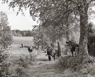 Kontinuiteten i hävden måste upprätthållas för att värden ska bibehållas.