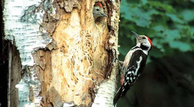 Ett år byggde mellanspetten bo i en hög murken björkstubbe i Djurgårdshumpen. Foto: Henrik Ekman/N. gårdsbok från 1860 1861 redovisas för första gången inköp av en klöversåningsmaskin.