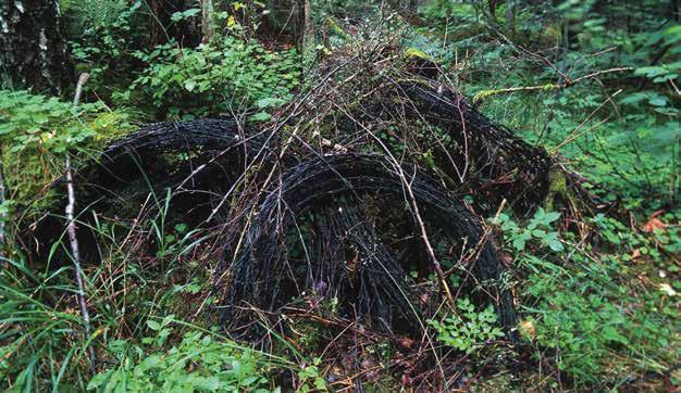 Mossbelupna stängselrullar ligger kvar i skogen som tysta vittnesmål om hagar som en gång var. Foto: Henrik Ekman/N.