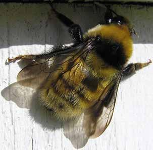 Klöverhumlan, Bombus distinguendus, är i likhet med många andra vilda pollinatörer hotad av jordbrukets intensifiering. Foto: Teppo Mutanen.