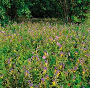 linatörer av grödor, även om det finns honungsbin tillgängliga (Garibaldi et al., 2016). Vissa grödor pollineras till och med bättre av vilda pollinatörer.
