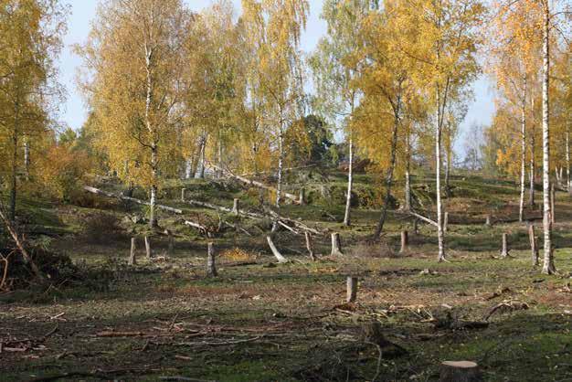 Kombinerar vi naturbetesmarker med virkesproduktion så får vi två produktionssystem på samma yta, i princip gammal traditionell hagmarksproduktion.
