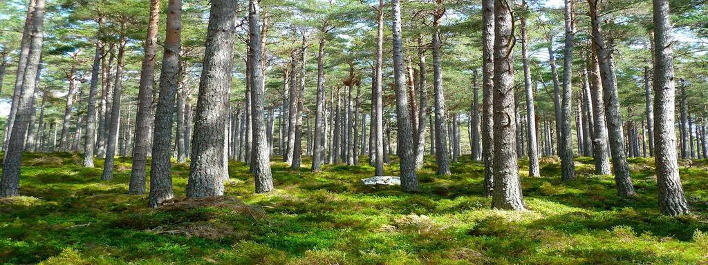 mycket Jordbruk Grödors utveckling, storleken på skörden Naturkatastrofer Branden i