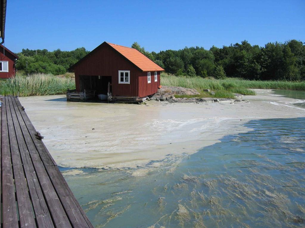 Cyanobakterier -blommar bäst när det är soligt och